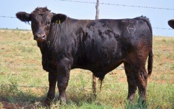 black purebred braunvieh bull