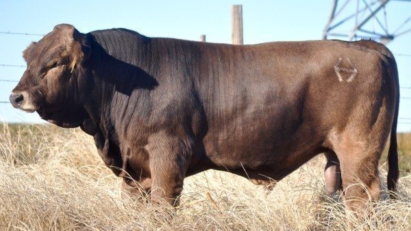 Braunvieh Bulls for Sale - TX - Diamond H Ranch