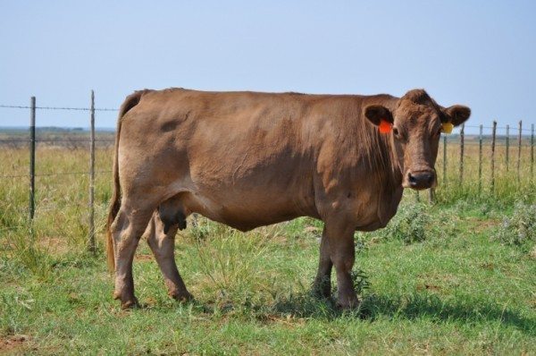 Braunvieh Donor Cows - TX - Diamond H Ranch