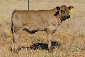 Diamond H Heifer Breeding Program…Part II