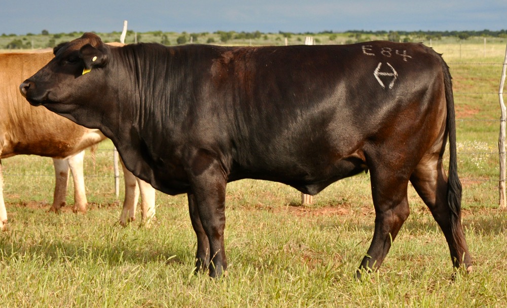 Braunvieh Bred Heifers For Sale TX Diamond H Rach