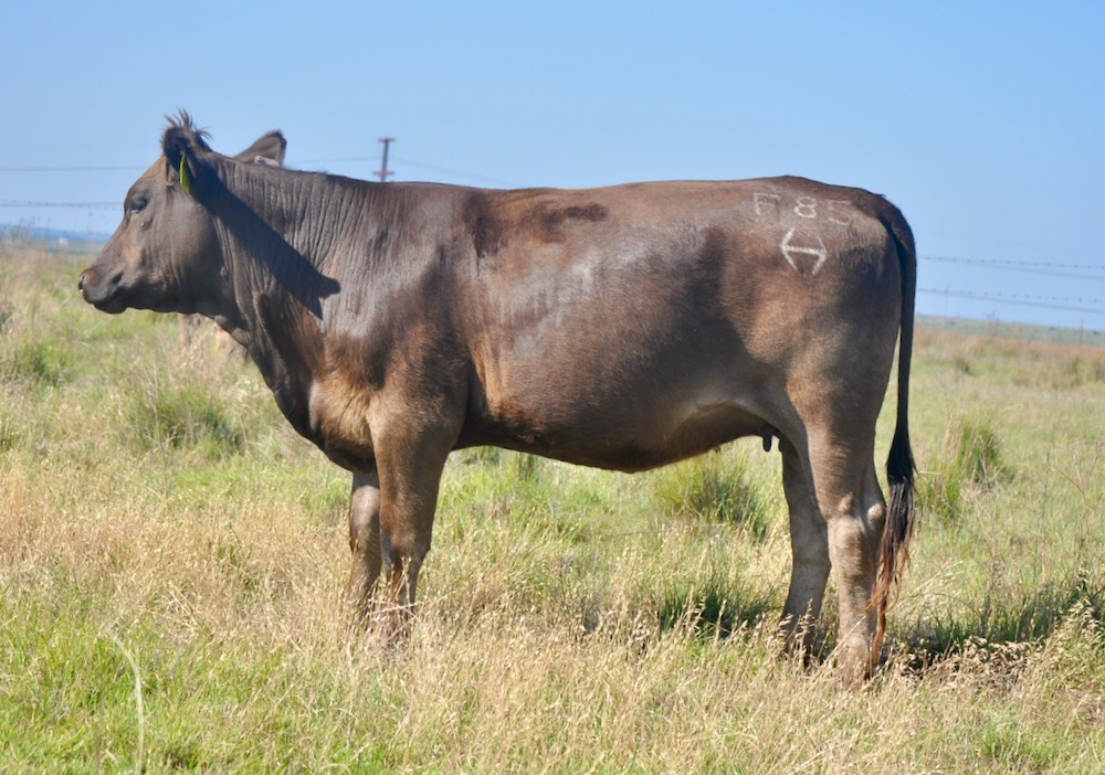 Braunvieh Bred Heifers For Sale TX Diamond H Rach