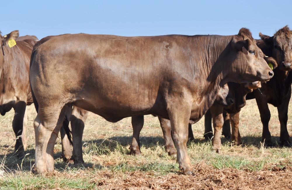 Braunvieh Bred Heifers For Sale TX Diamond H Rach