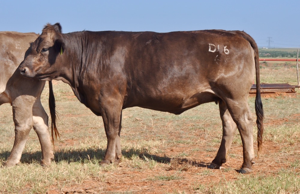 Braunvieh Bred Heifers For Sale TX Diamond H Rach