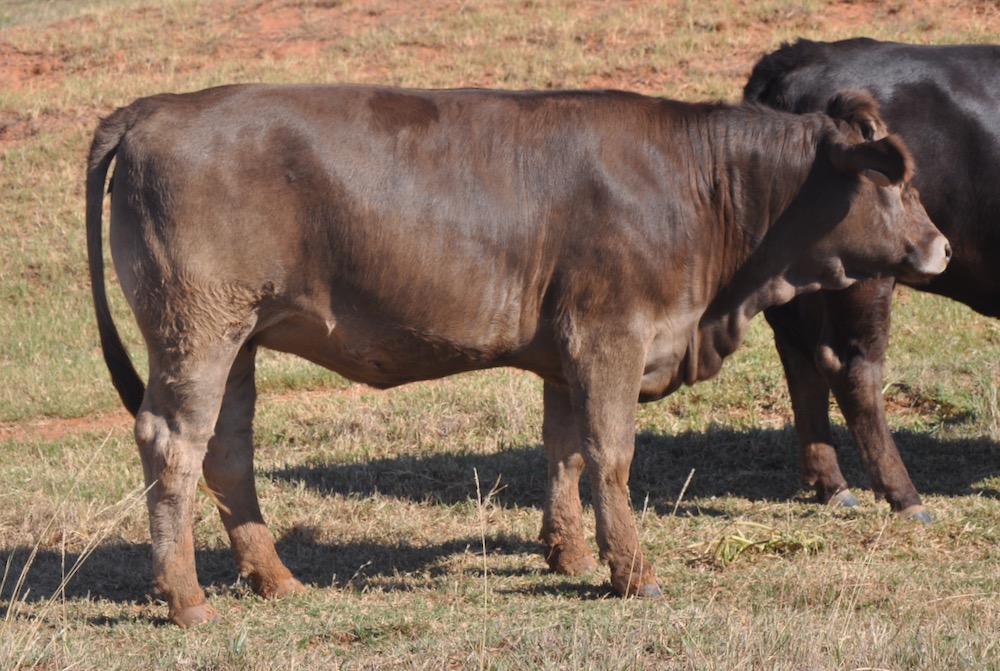 Braunvieh Bred Heifers For Sale TX Diamond H Rach